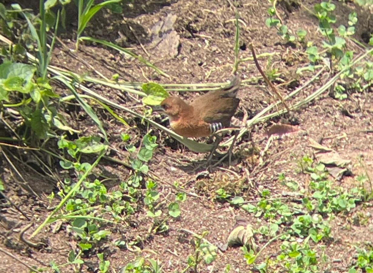 ميندو Sendero De Las Aves المظهر الخارجي الصورة